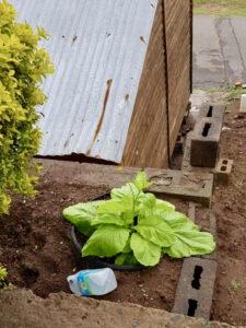 Leafy green growing in terraced vegetable patch