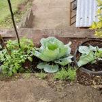 Cabbage and tomato plants