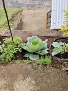 Cabbage and tomato plants