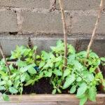 Tomato plants growing next to a wall