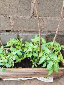 Tomato plants growing next to a wall