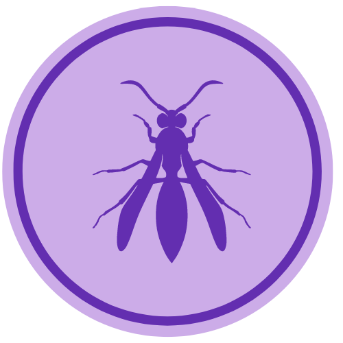Wasp
